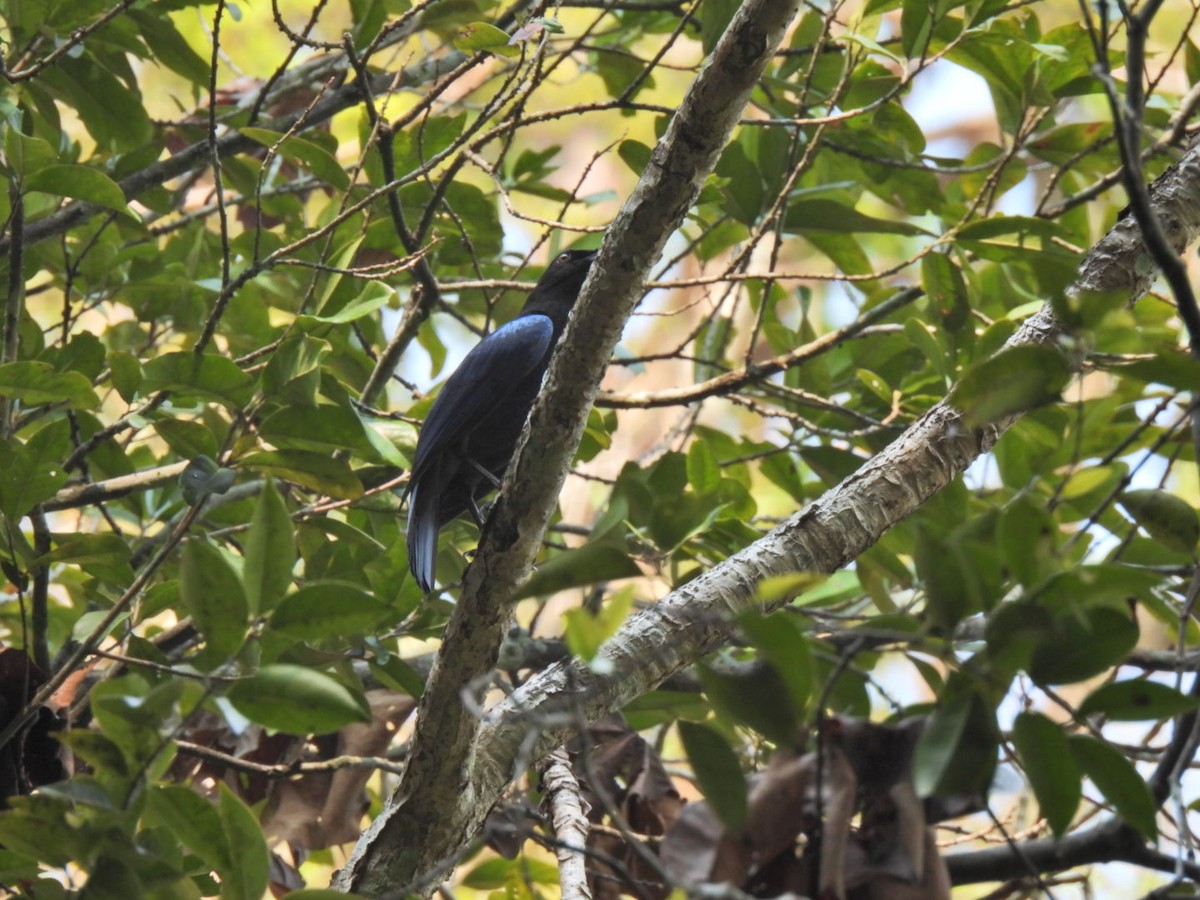 Малабарская синяя птица - ML618254230
