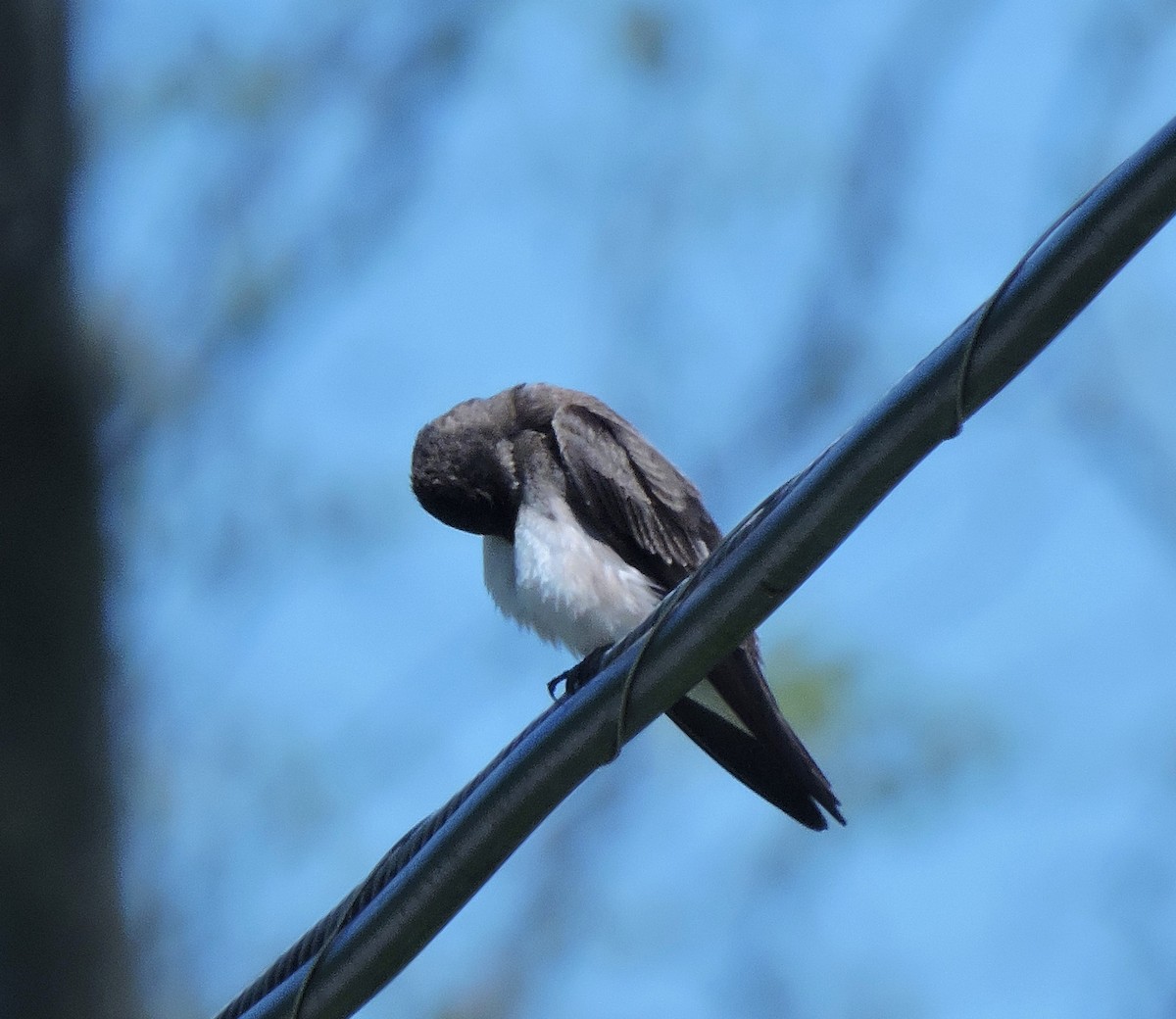 Northern Rough-winged Swallow - ML618254239