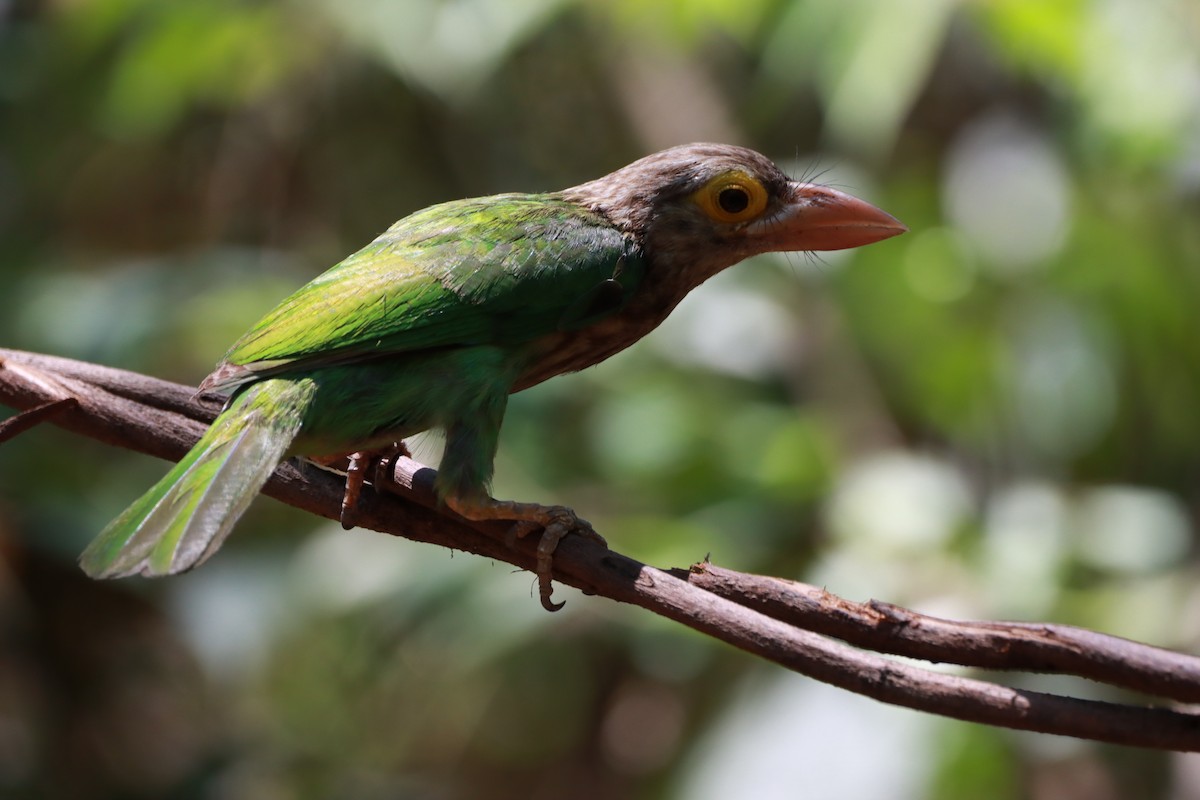 Lineated Barbet - ML618254267