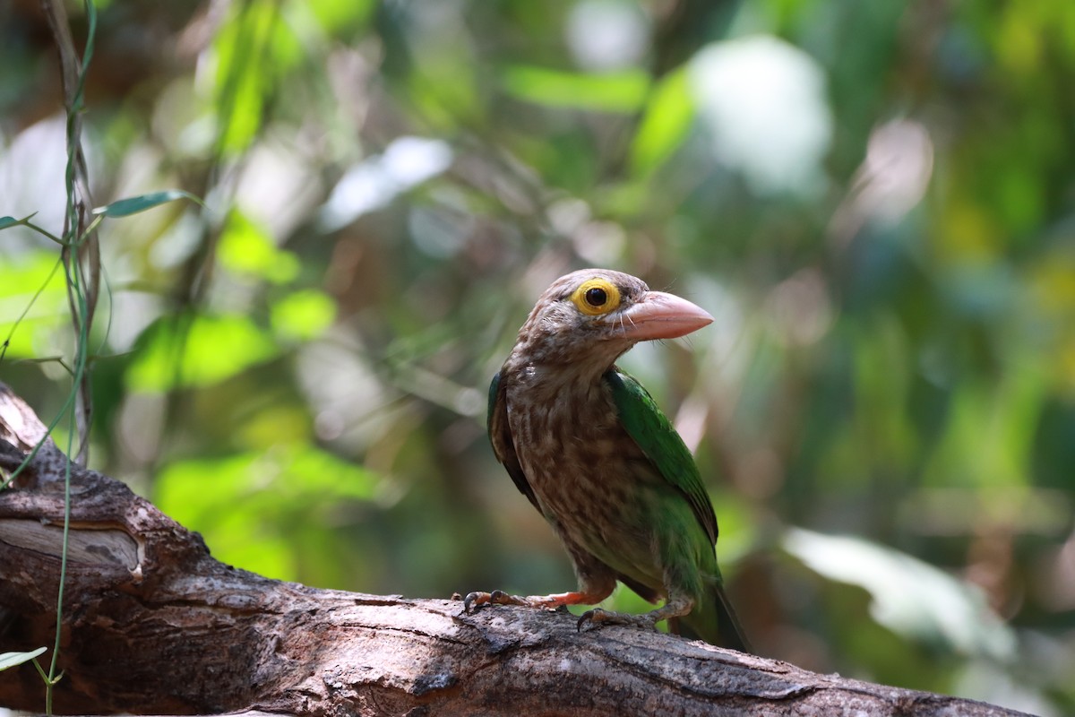 Lineated Barbet - ML618254268