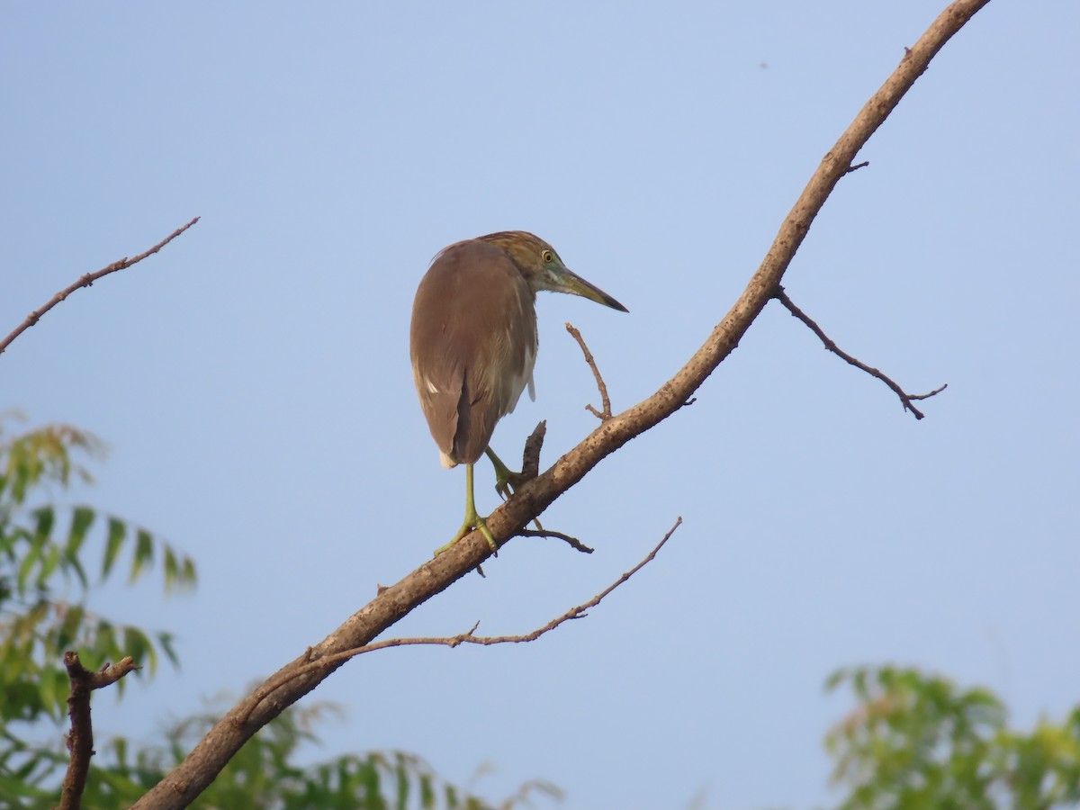 Indian Pond-Heron - ML618254321