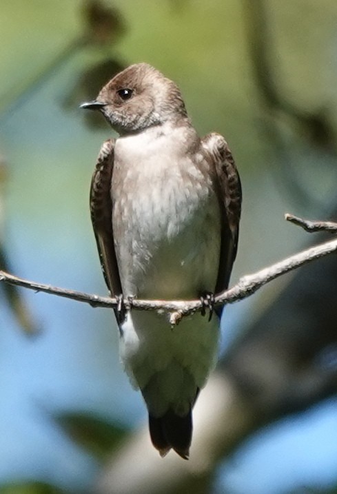 Northern Rough-winged Swallow - John Fields