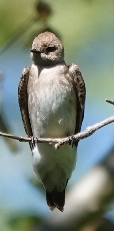Northern Rough-winged Swallow - John Fields
