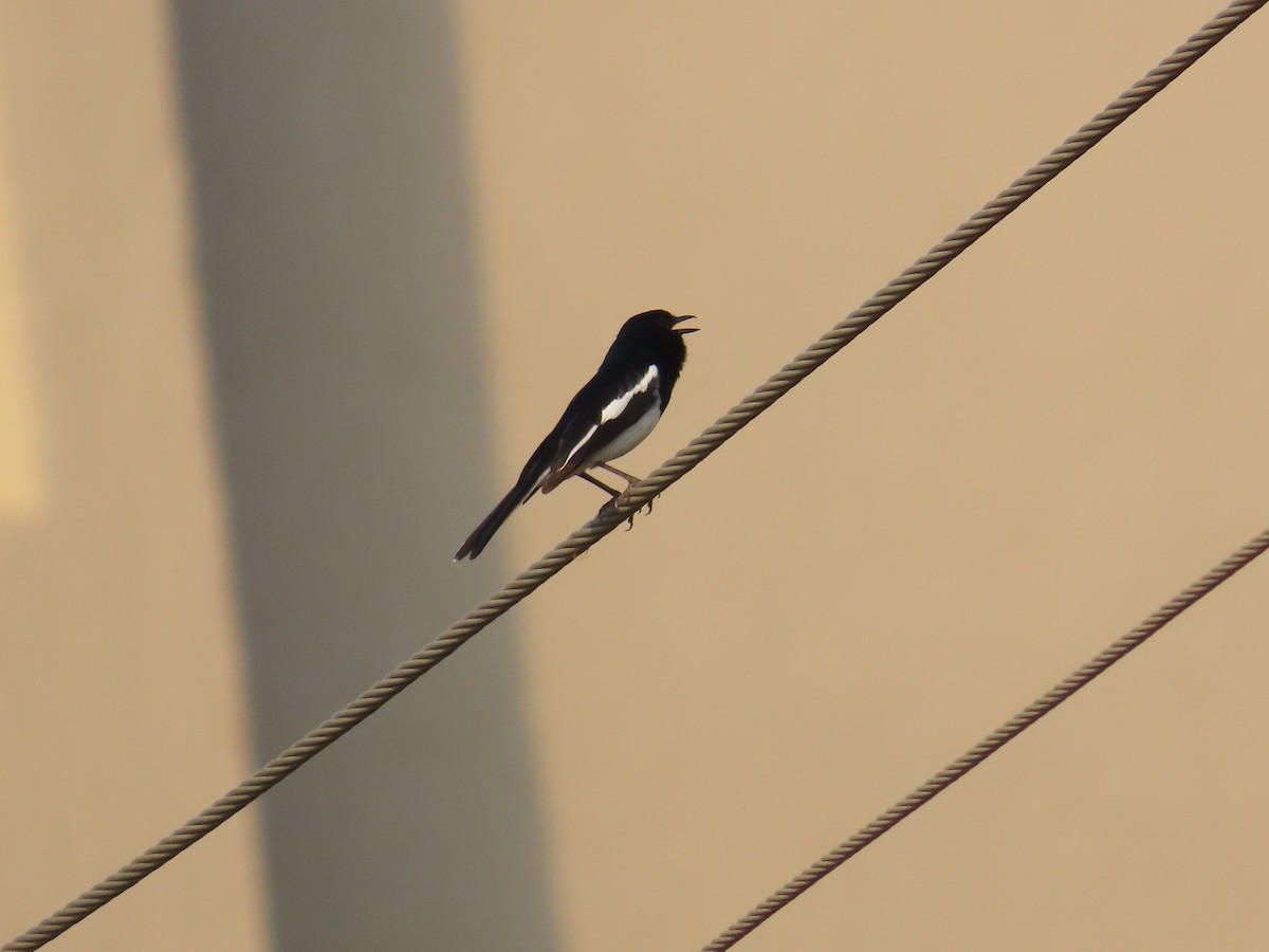 Oriental Magpie-Robin - Shilpa Gadgil
