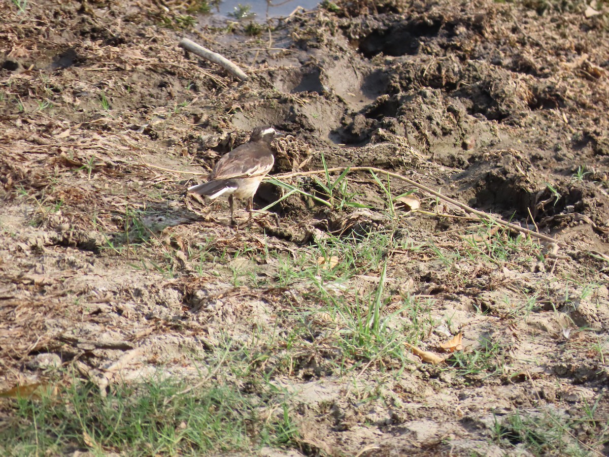 White-browed Wagtail - ML618254412