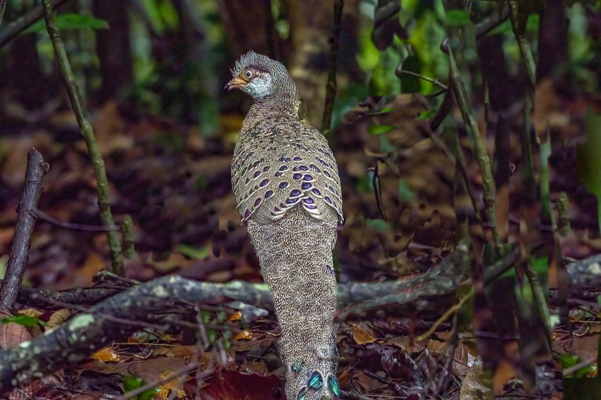 Gray Peacock-Pheasant - ML618254438