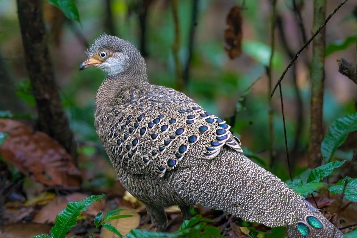 Gray Peacock-Pheasant - ML618254439