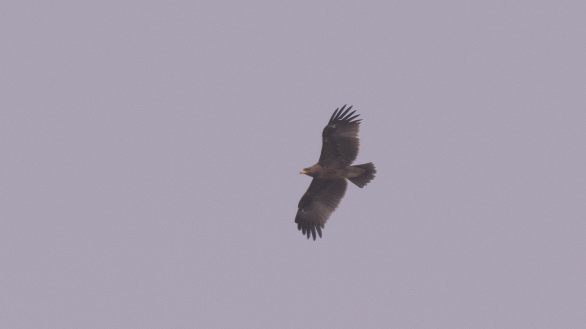 Indian Spotted Eagle - Abhimanyu Aradhya