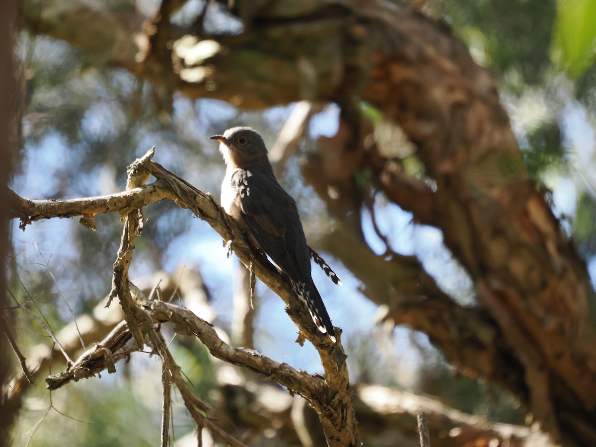 Fan-tailed Cuckoo - Stephen Bruce