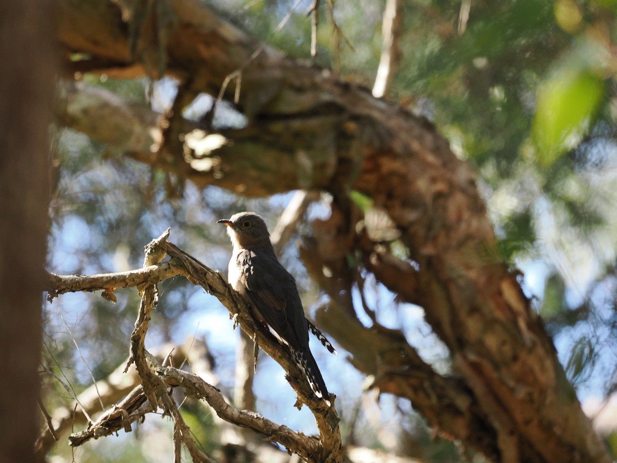 Fan-tailed Cuckoo - Stephen Bruce