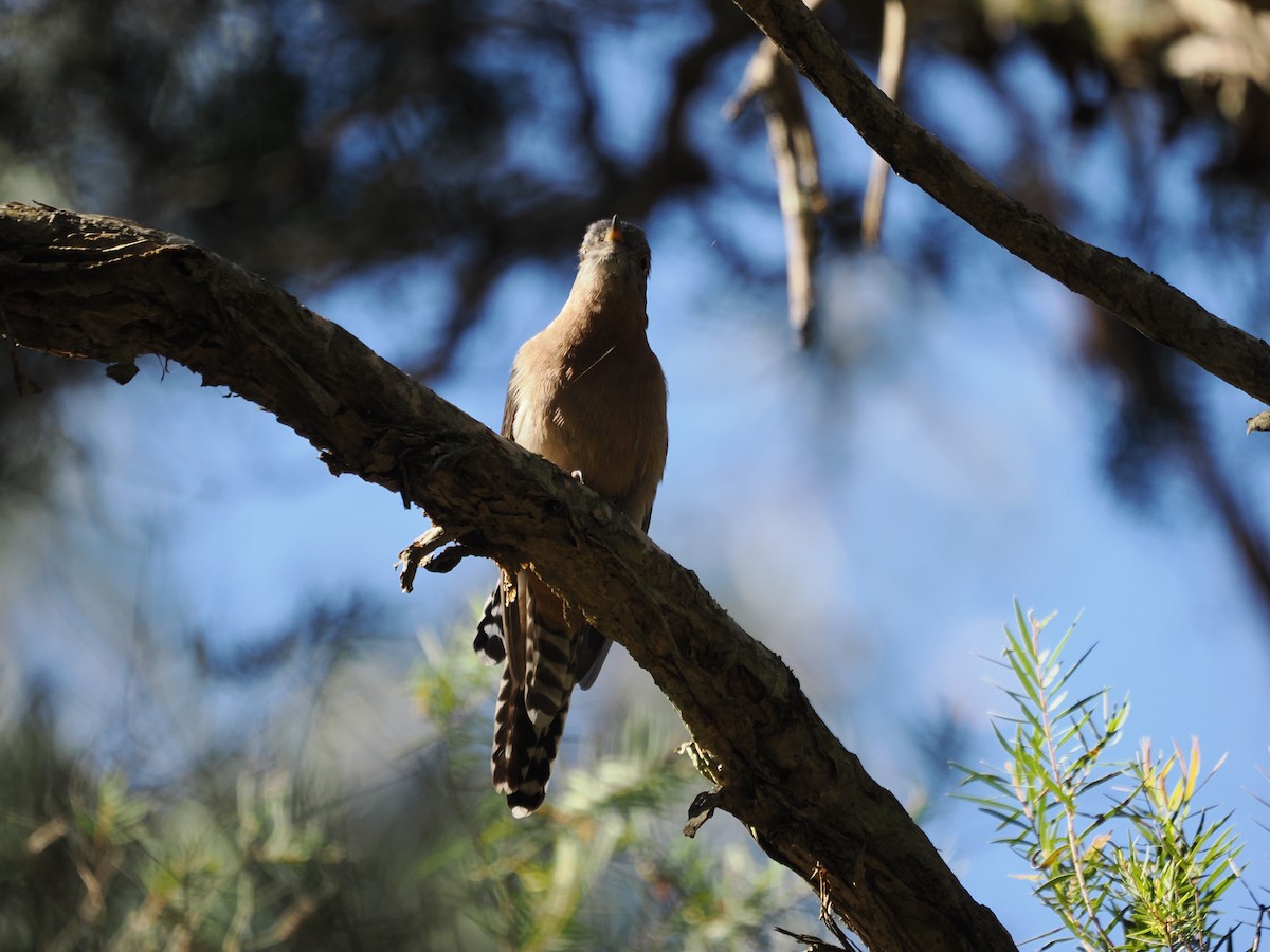 Fan-tailed Cuckoo - ML618254455