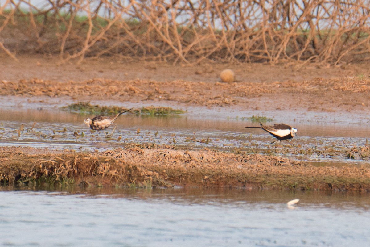 Pheasant-tailed Jacana - Ashok Kolluru