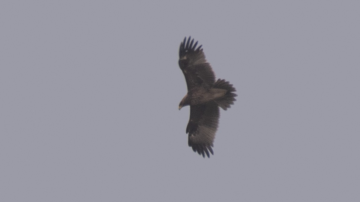 Indian Spotted Eagle - ML618254486