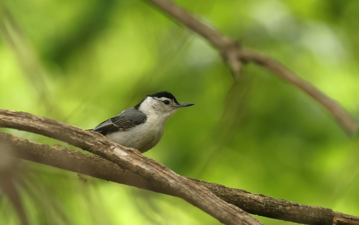 White-breasted Nuthatch - Thomas Smith