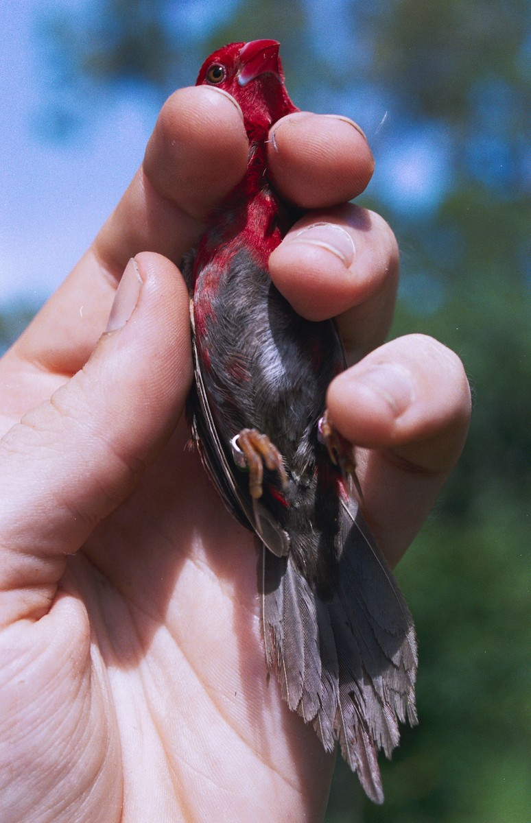 Crimson Finch (White-bellied) - michael todd