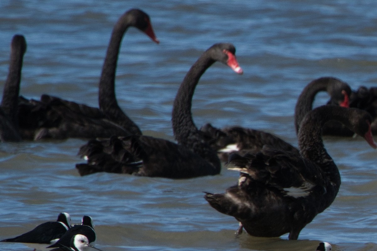 Black Swan - ML618254552