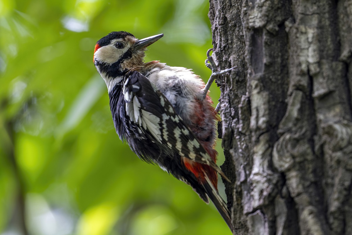 Great Spotted Woodpecker - ML618254556