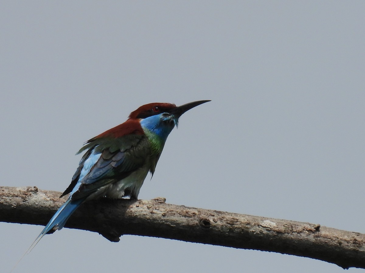 Blue-throated Bee-eater - ML618254574