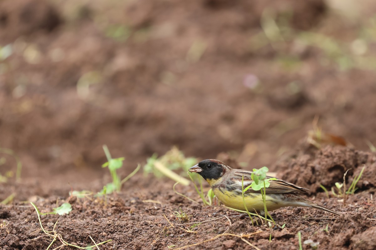 Yellow-breasted Bunting - ML618254576