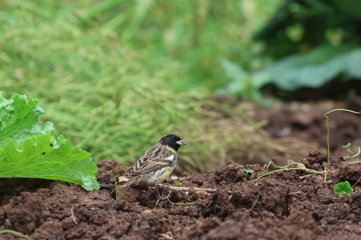 Yellow-breasted Bunting - ML618254578