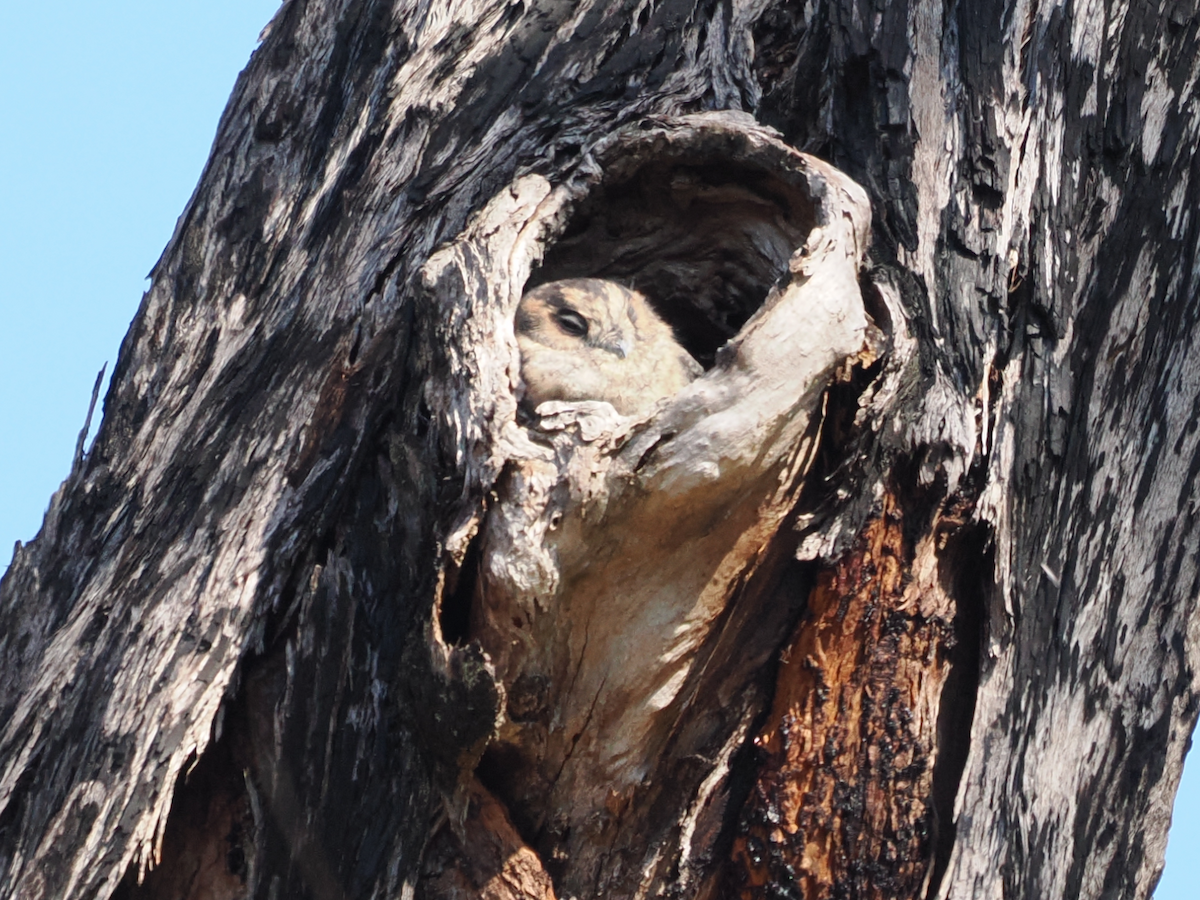 Australian Owlet-nightjar - ML618254579