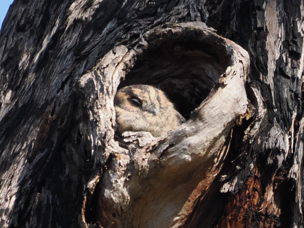 Australian Owlet-nightjar - ML618254580