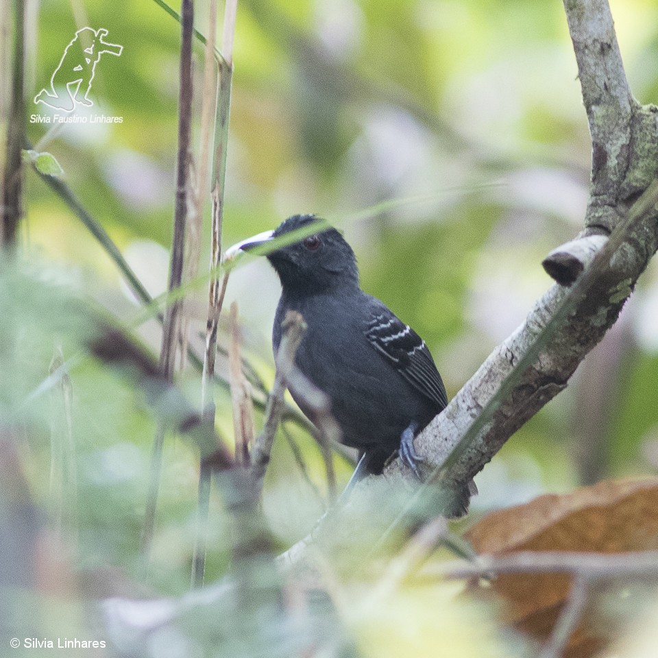 Black-headed Antbird (Hellmayr's) - ML61825461