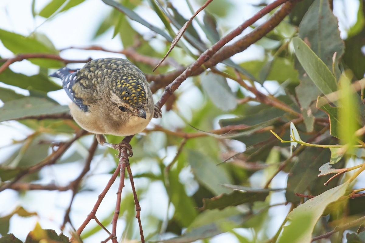 Spotted Pardalote - ML618254633