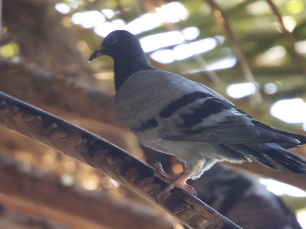 Rock Pigeon (Feral Pigeon) - ML618254644