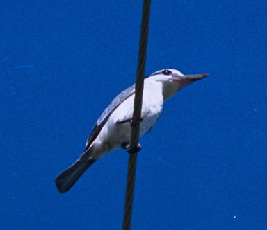 Red-backed Kingfisher - ML618254655