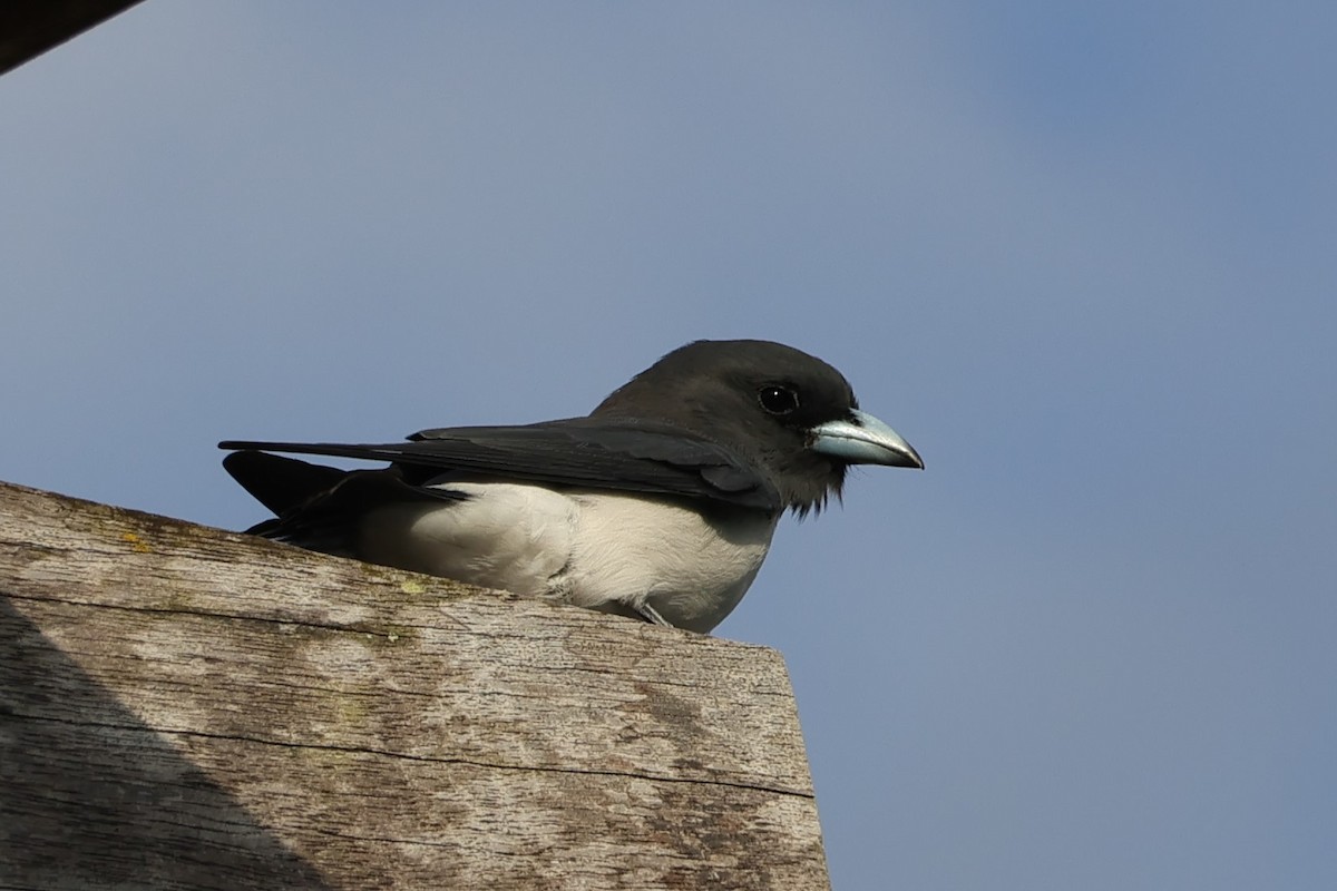 White-breasted Woodswallow - ML618254661