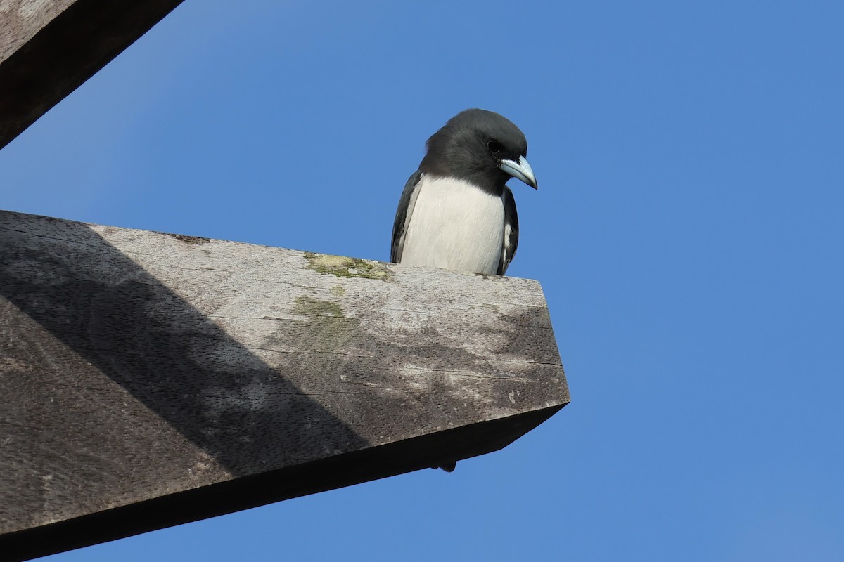 White-breasted Woodswallow - ML618254663
