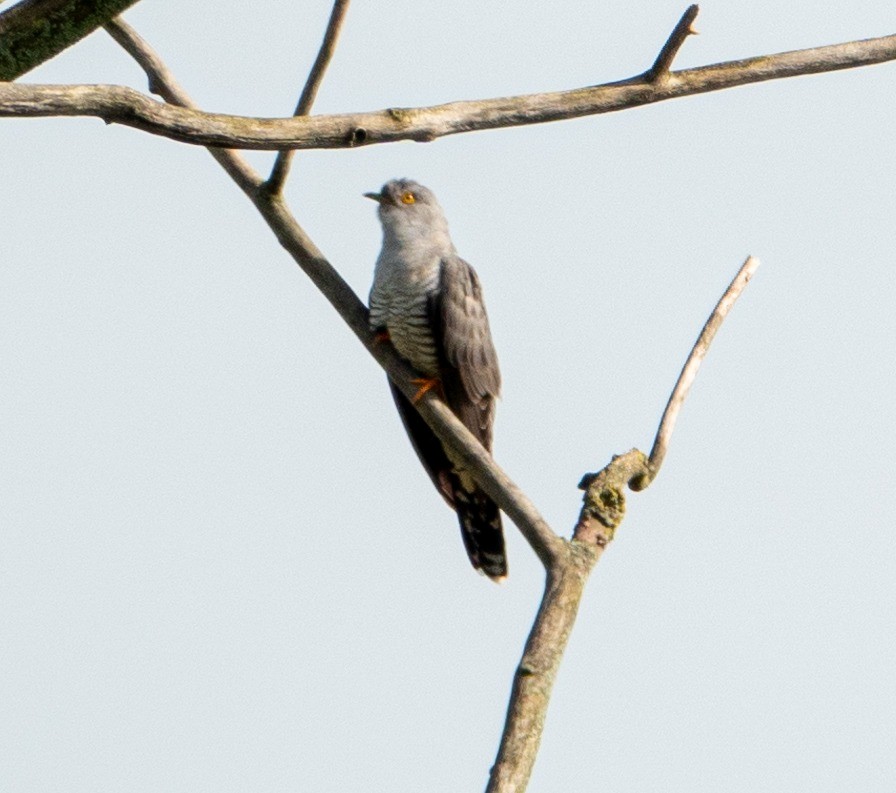 Common Cuckoo - Oswald Van Bedaf
