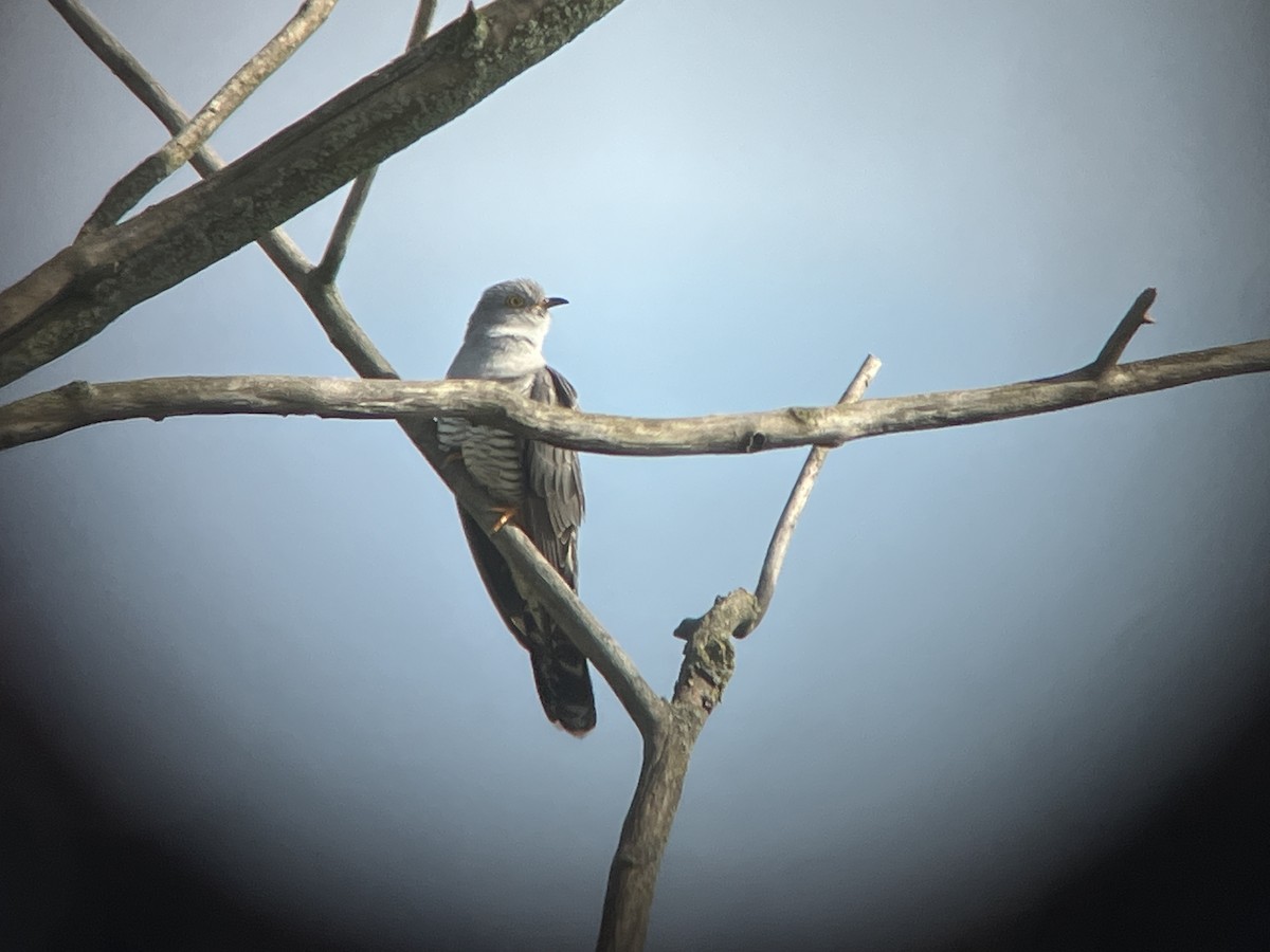 Common Cuckoo - Oswald Van Bedaf