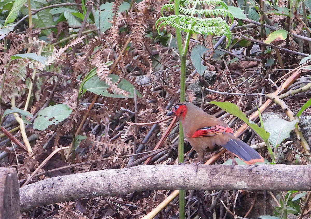 Red-faced Liocichla - ML618254746