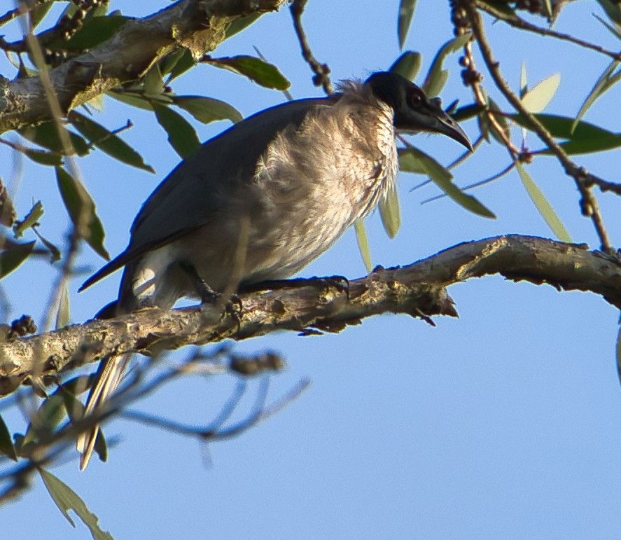 Noisy Friarbird - ML618254749