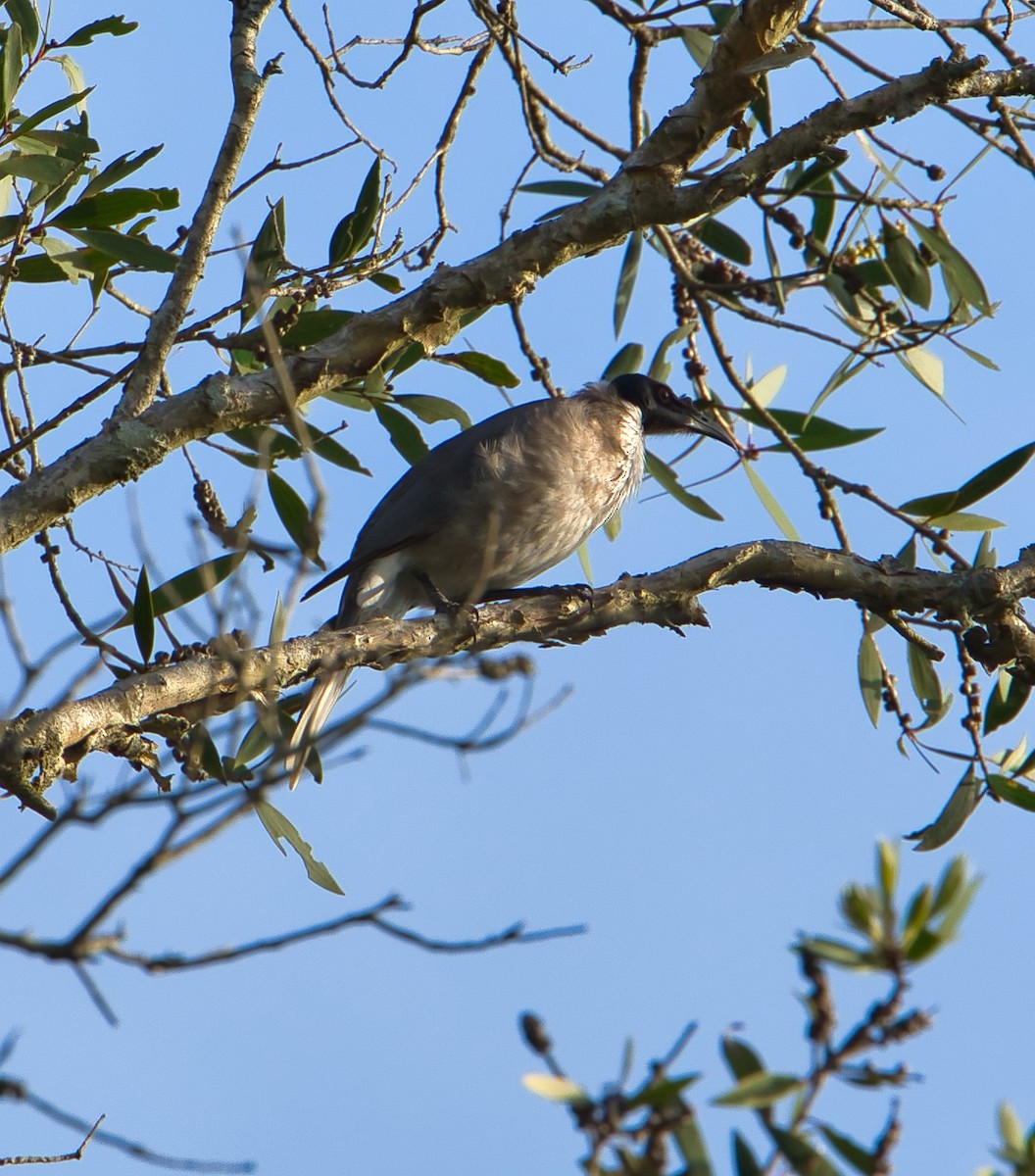 Noisy Friarbird - ML618254750