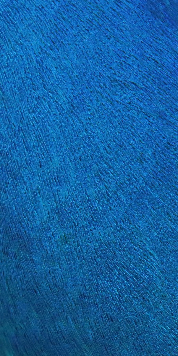 Paon bleu (forme domestique) - ML618254796