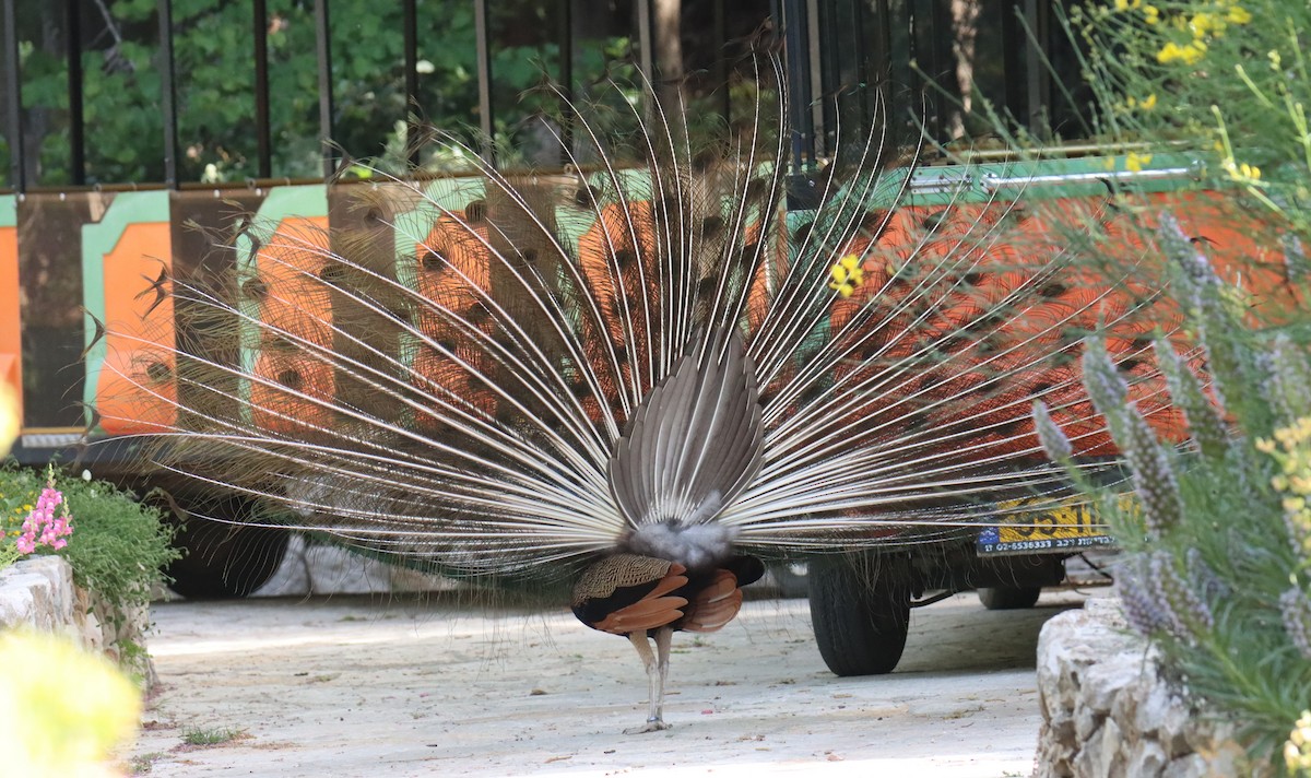 Indian Peafowl (Domestic type) - משה נאמן