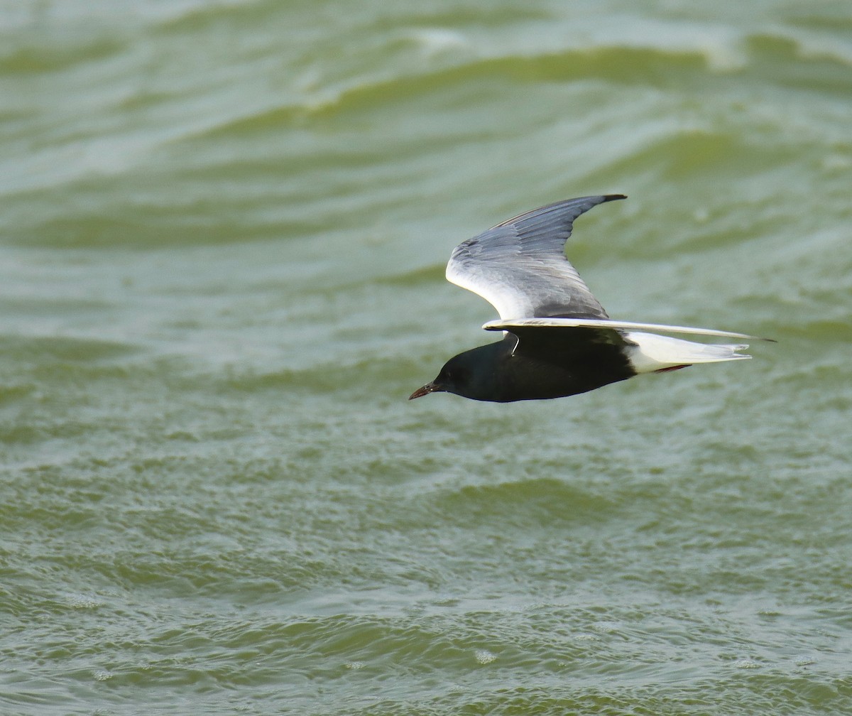 White-winged Tern - ML618254838