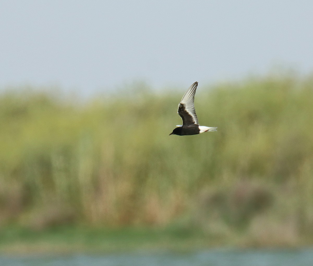 White-winged Tern - ML618254839