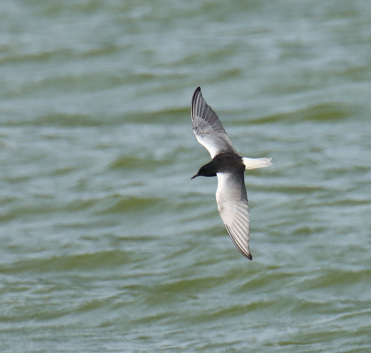 White-winged Tern - ML618254854
