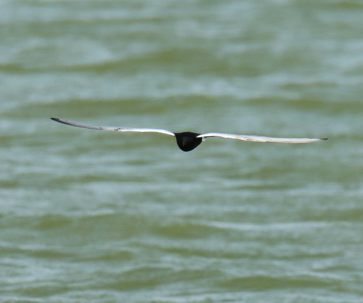 White-winged Tern - ML618254855