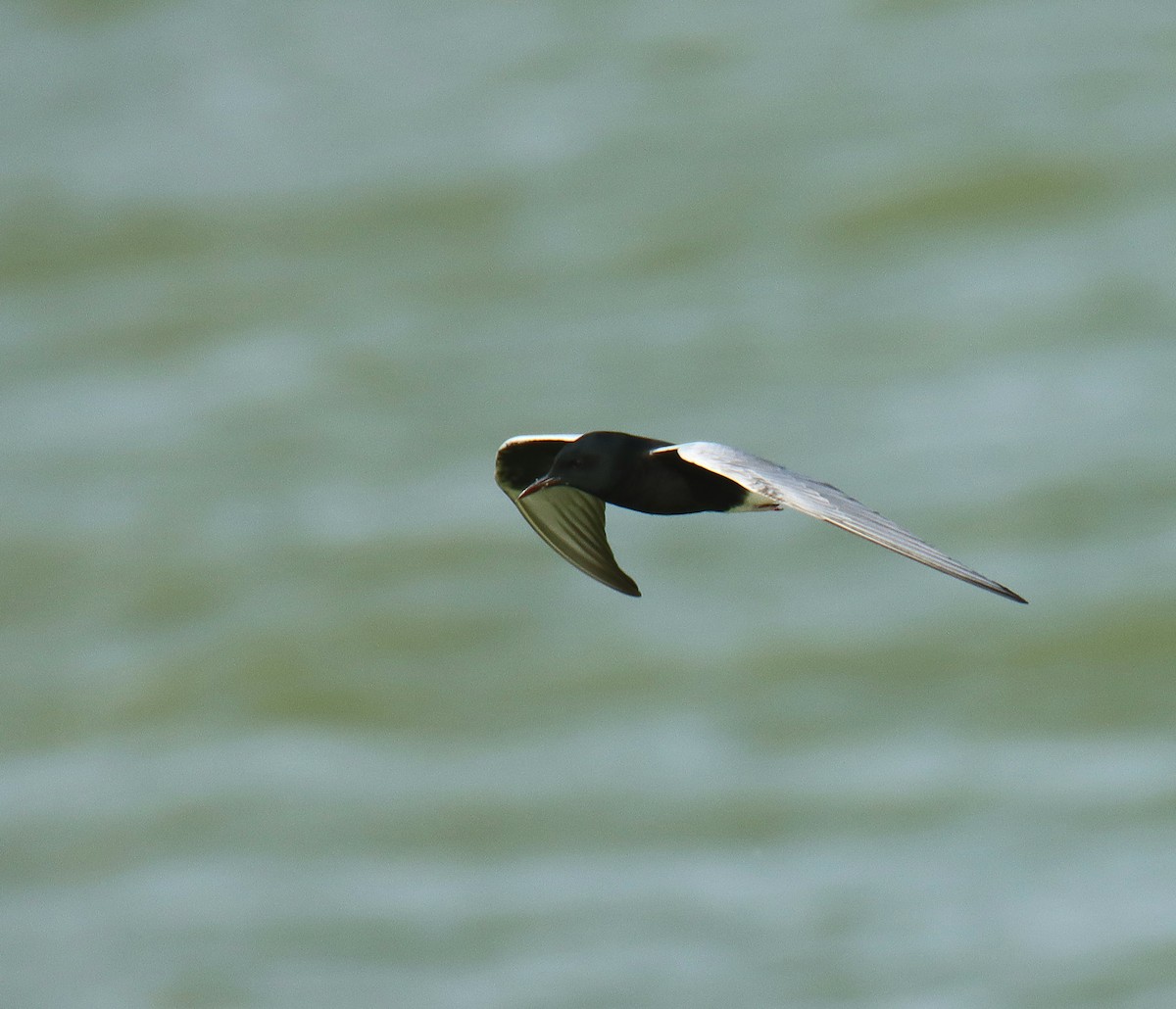 White-winged Tern - ML618254858