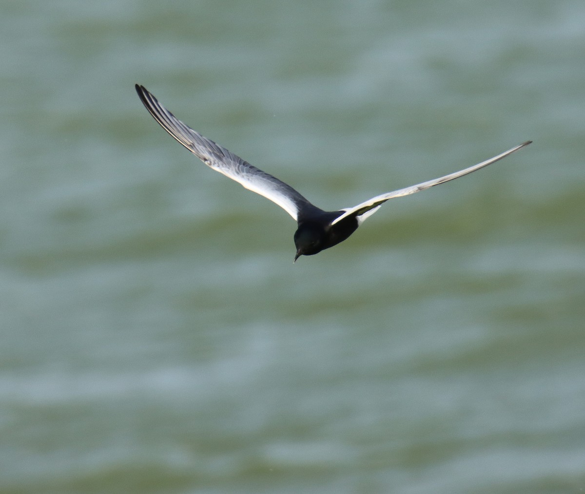 White-winged Tern - ML618254859