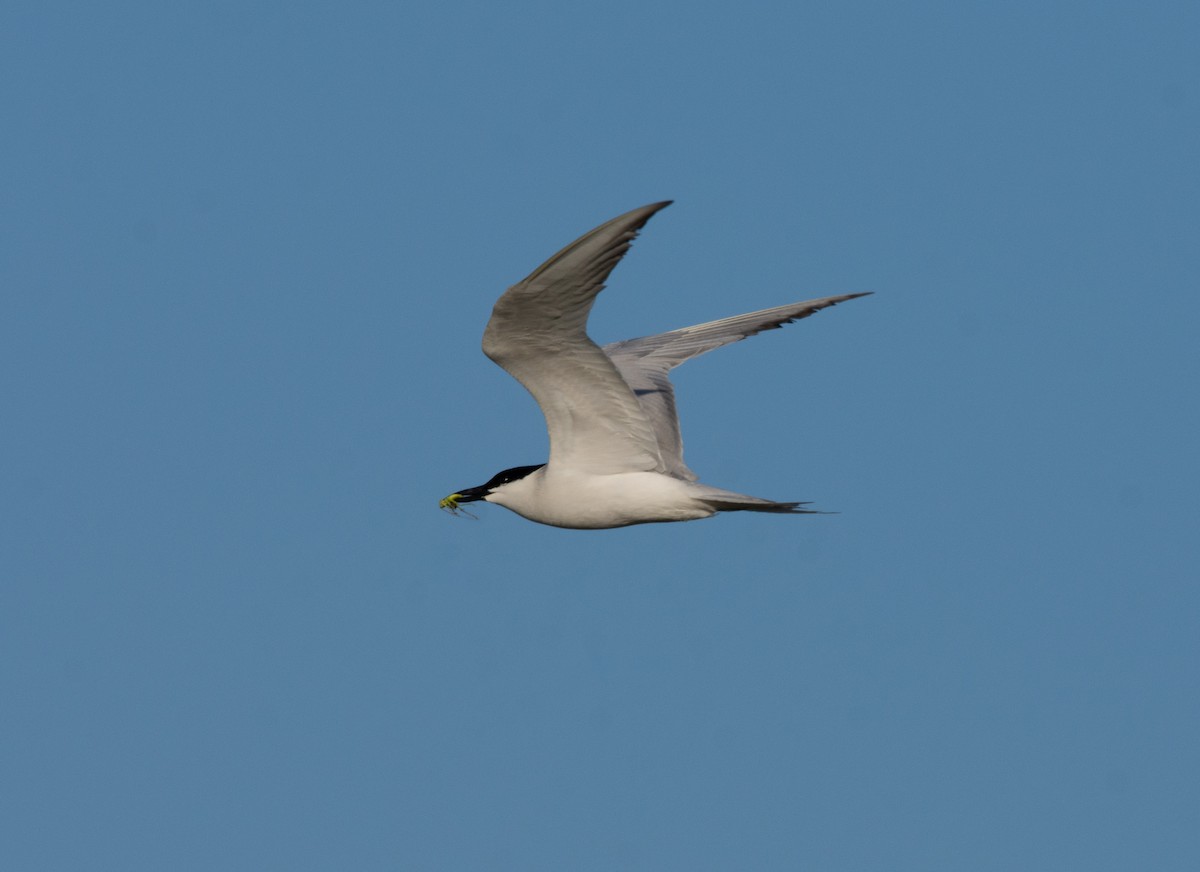 Gull-billed Tern - José A Cortés Guerrero