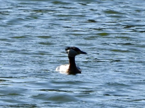Red-necked Grebe - ML618254939