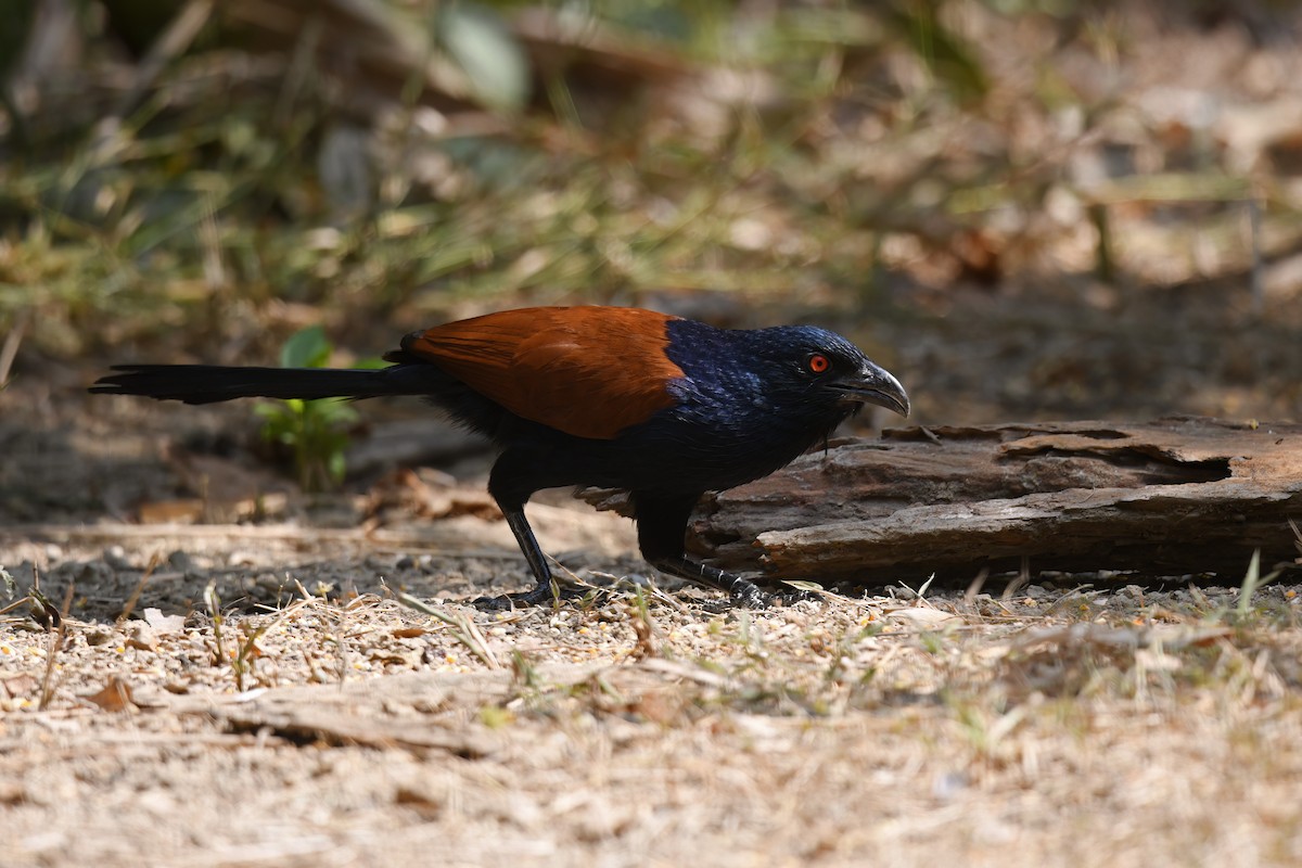Greater Coucal (Greater) - Nathan  Ruser