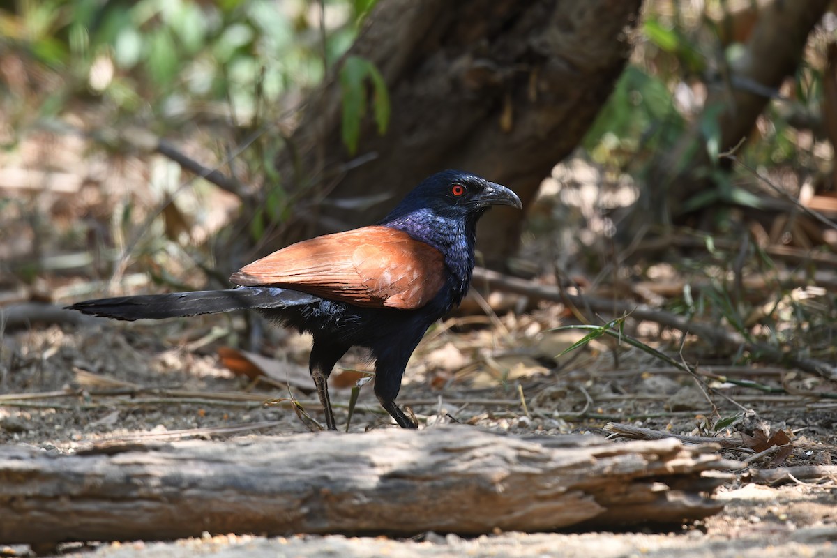 Greater Coucal (Greater) - ML618254948