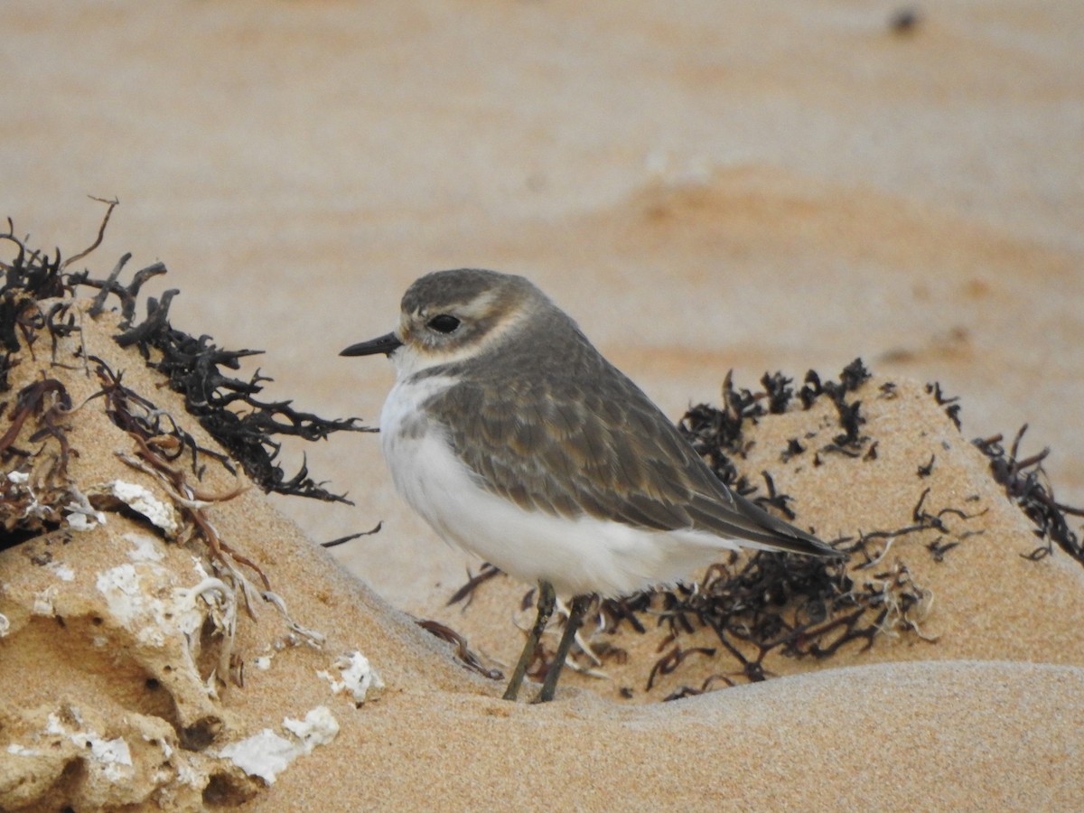 Double-banded Plover - ML618254986